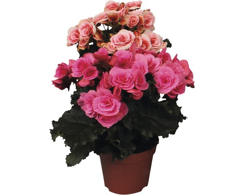 Begonia in een pot met roze en roze bloemen