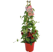 Zwartogige Suzanne plant in pot met klimrek