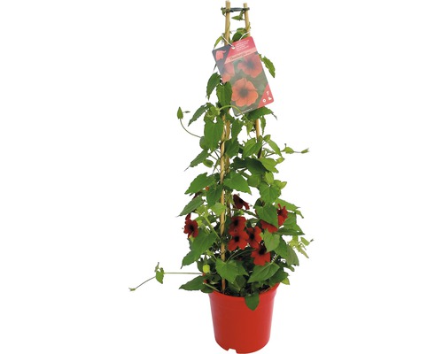 FLORASELF Suzanne met de mooie ogen Thunbergia alata potmaat Ø 19 cm H 70-75 cm Zwartogige Suzanne plant in pot met klimrek