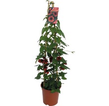 Klimplant met oranje bloemen in pot