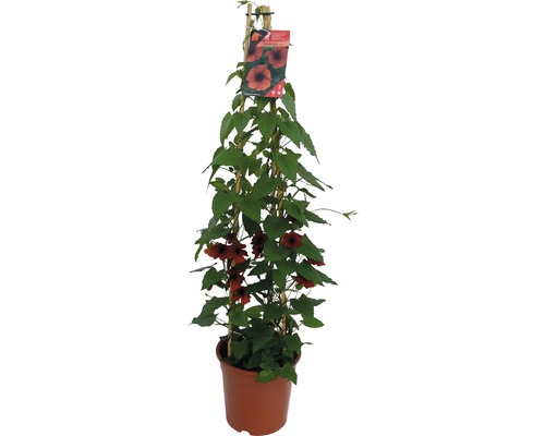 Klimplant met oranje bloemen in pot