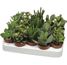 Diverse vetplanten in potten op een wit dienblad