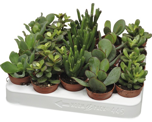 Diverse vetplanten in potten op een wit dienblad