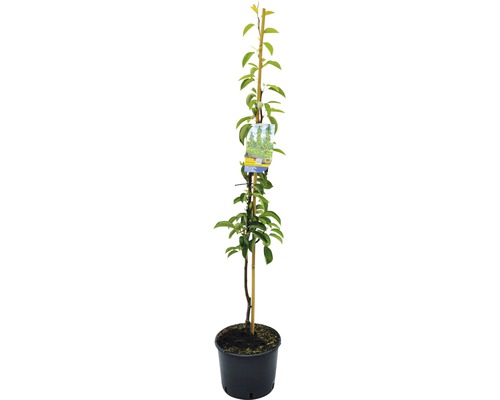 Jonge perenboom in pot met steunstok en etiket