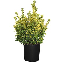 FLORASELF Kardinaalshoed Euonymus japonicus 'Aureus' potmaat Ø 34.0 cm H 60-80 cm