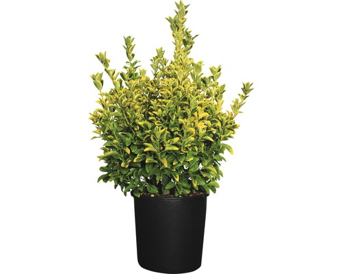 FLORASELF Kardinaalshoed Euonymus japonicus 'Aureus' potmaat Ø 34.0 cm H 60-80 cm Groenblijvende kardinaalsmuts in een pot
