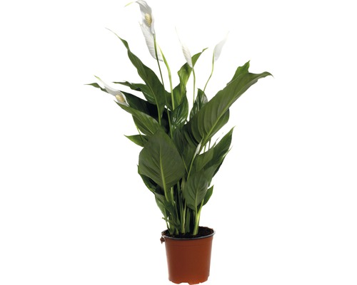 FLORASELF Lepelplant Spathiphyllum 'Sweet Silvio' potmaat Ø 14 cm H 60-80 cm