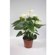 Anthurium in pot met witte bloemen