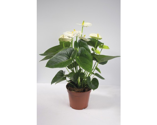 Anthurium in pot met witte bloemen