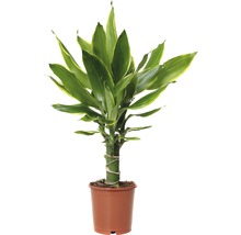 Gelukspluim in een pot