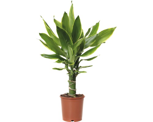 FLORASELF Drakenbloedboom Dracaena fragrans 'Golden Coast' potmaat Ø 11.0 cm H 40-50 cm