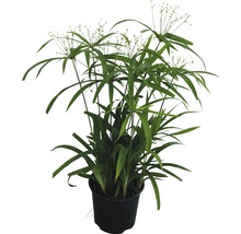 Cypergras plant in pot
