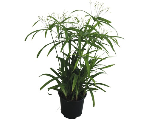 FLORASELF Parapluplant Cyperus diffusus potmaat Ø 14 cm H 50-60 cm