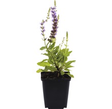 Salie plant in pot