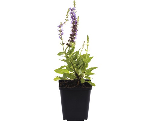 Salie plant in pot
