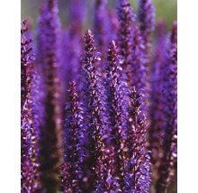 Bloeiende salieplant in de tuin