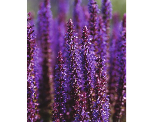 Bloeiende salieplant in de tuin