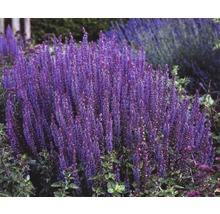 Salieplant in de tuin