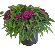 Anjerplant met purperen bloemen in pot
