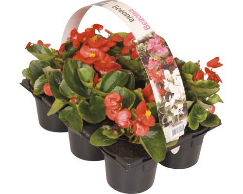 Begonia''s in zes-pack