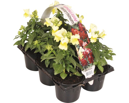 Leeuwenbek in kunststof bak met zes planten