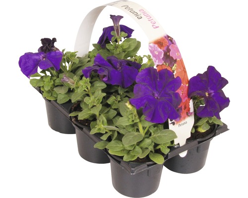 Zes petunia''s in een zwarte plastic container