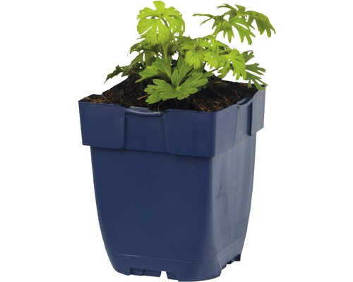 Tuinplant in plantenpot