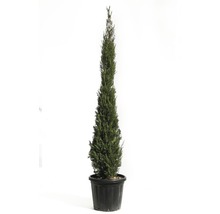 Cipres in pot