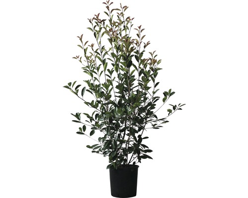 FLORASELF Glansmispel Photinia fraseri 'Red Robin' potmaat Ø 32.0 cm H 125-150 cm Laurierkers in pot