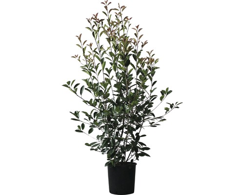 FLORASELF Glansmispel Photinia fraseri 'Red Robin' potmaat Ø 32.0 cm H 125-150 cm