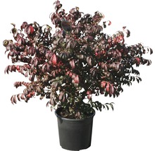 Spindelstruik in pot