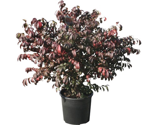 Spindelstruik in pot