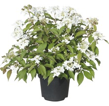 Sneeuwbal in pot met witte bloemen en groene bladeren.
