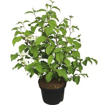 FLORASELF Japanse Sneeuwbal Viburnum plicatum 'Mariesii' potmaat Ø 23,0 cm H 40-60 cm