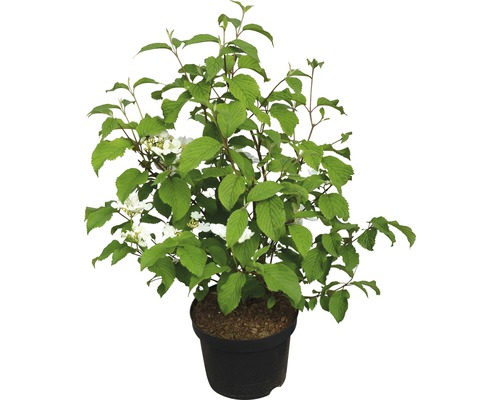 FLORASELF Japanse Sneeuwbal Viburnum plicatum 'Mariesii' potmaat Ø 23,0 cm H 40-60 cm Sneeuwbalstruik in pot met groene bladeren en witte bloemen