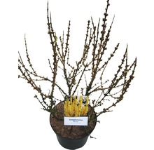 Forsythia in pot met plantenlabel