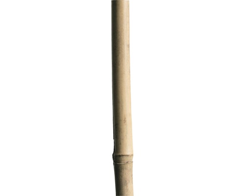 Bamboestok 180 cm 12/14 mm