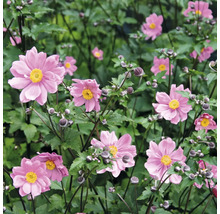 Groep roze herfstanemonen met groene bladeren