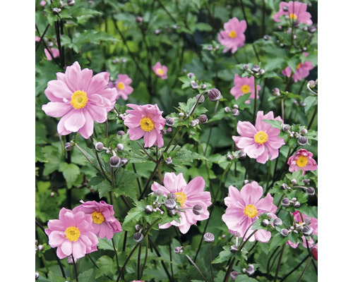 Groep roze herfstanemonen met groene bladeren