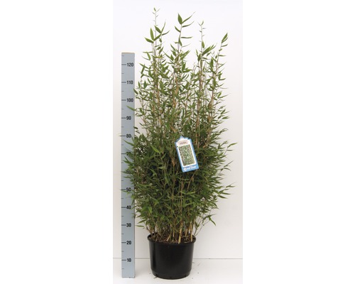 Bamboe in pot met hoogtemeter om de grootte aan te geven.