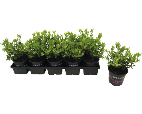 Set dwergrododendrons in potten op een zwarte tray