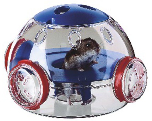 Hamster in hamsterbal voor gebruik binnenshuis