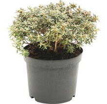 Rhododendron in pot