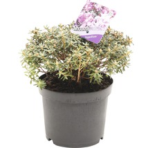 Rhododendron Impeditum in pot