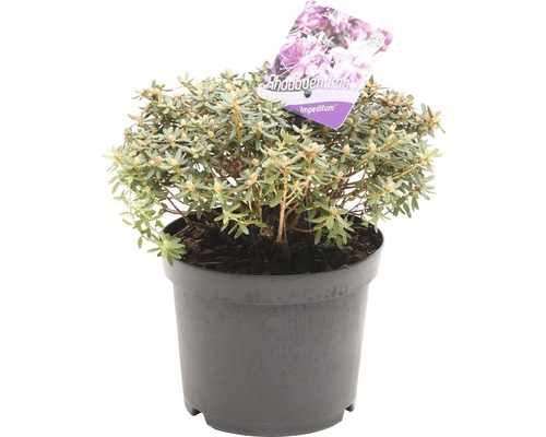 Rhododendron Impeditum in pot