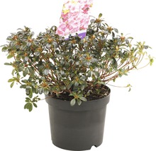 Azalea in een pot