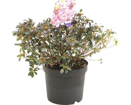 Azalea in een pot