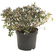 Azalea in een pot