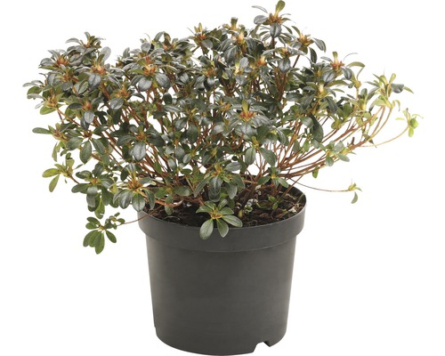 FLORASELF® Rhododendron 'Anne Frank' Ø19 cm donkerroze