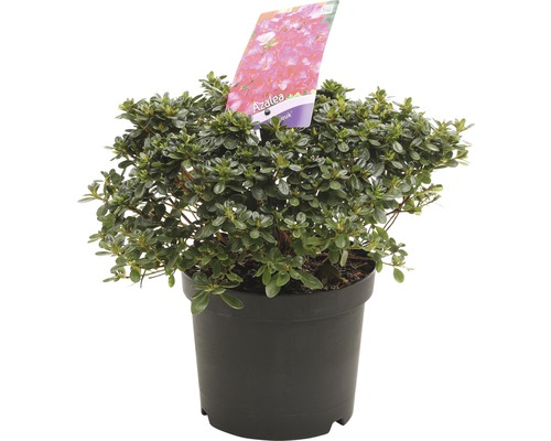 Azalea in zwarte pot met plantenlabel